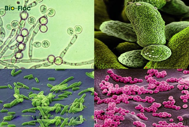 vi sinh, vi sinh xử lý đáy, men tiêu hóa, kỹ thuật nuôi cấy vi sinh, ứng dụng công nghệ Biofloc
