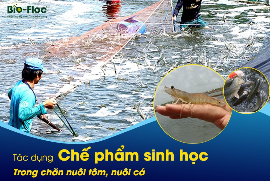 vi sinh, vi sinh xử lý đáy, men tiêu hóa, kỹ thuật nuôi cấy vi sinh, tác dụng chế phẩm sinh học