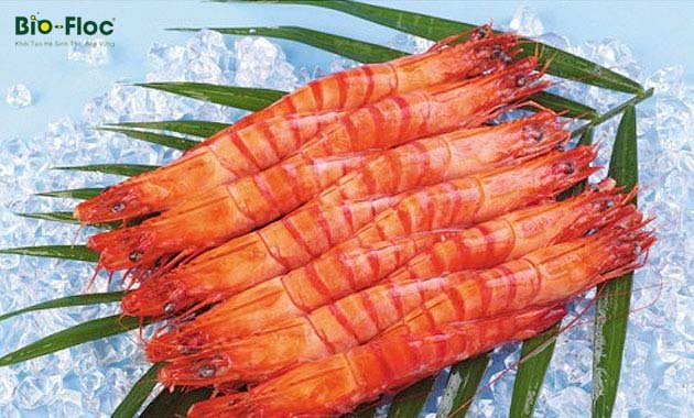 vi sinh, vi sinh xử lý đáy, men tiêu hóa, kỹ thuật nuôi cấy vi sinh