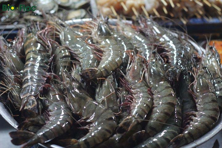 vi sinh, vi sinh xử lý đáy, men tiêu hóa, kỹ thuật nuôi cấy vi sinh