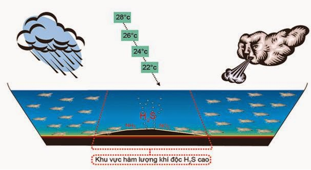 vi sinh, vi sinh xử lý đáy, men tiêu hóa, kỹ thuật nuôi cấy vi sinh