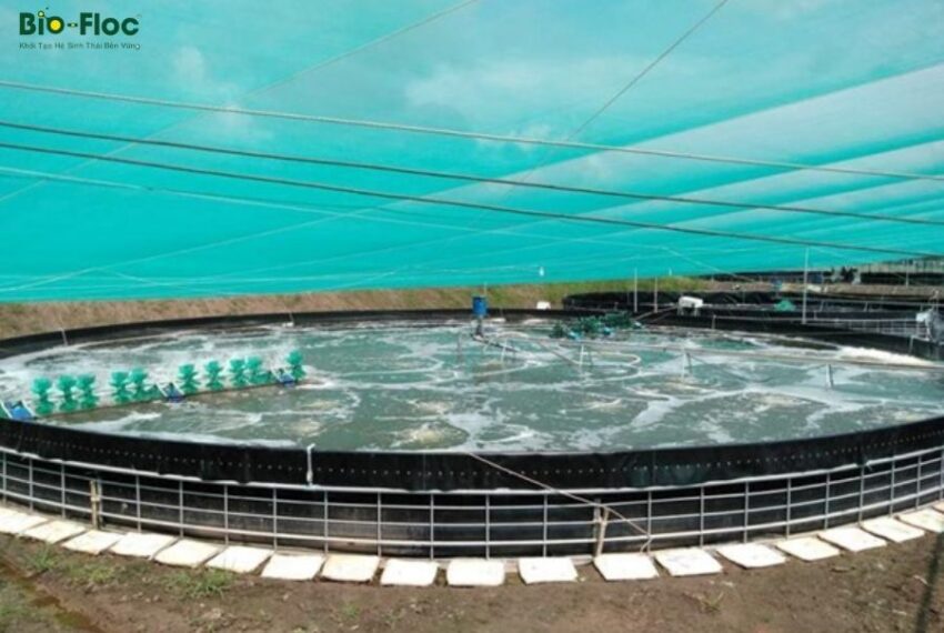 vi sinh, vi sinh xử lý đáy, men tiêu hóa, kỹ thuật nuôi cấy vi sinh