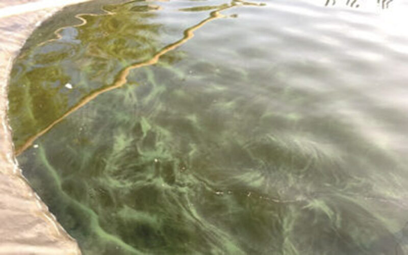 vi sinh, vi sinh xử lý đáy, men tiêu hóa, kỹ thuật nuôi cấy vi sinh, Nhớt bạt trong ao nuôi tôm