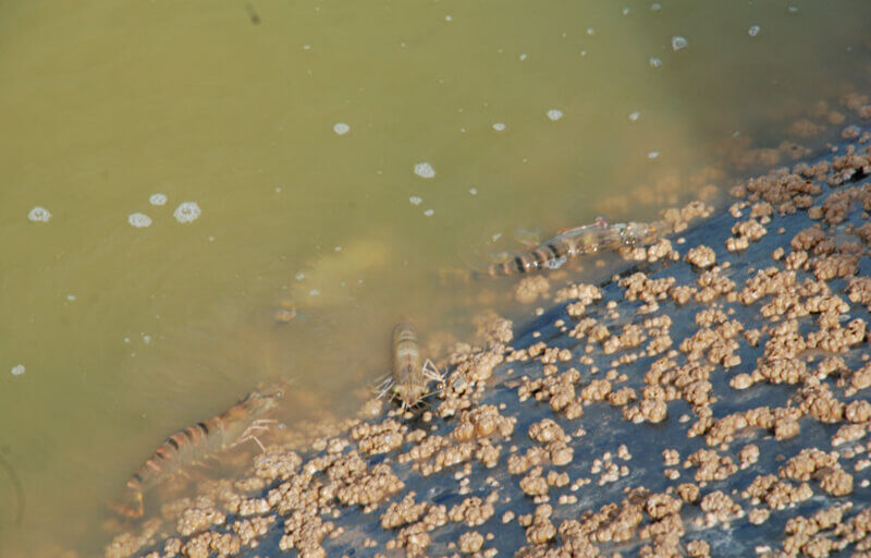 vi sinh, vi sinh xử lý đáy, men tiêu hóa, kỹ thuật nuôi cấy vi sinh