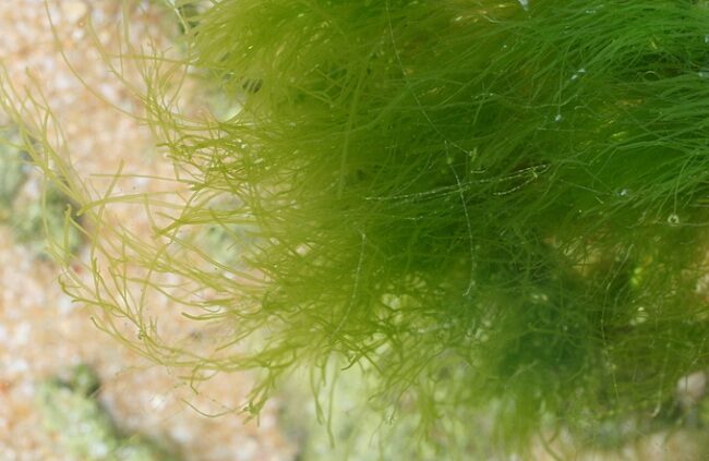 vi sinh, vi sinh xử lý đáy, men tiêu hóa, kỹ thuật nuôi cấy vi sinh