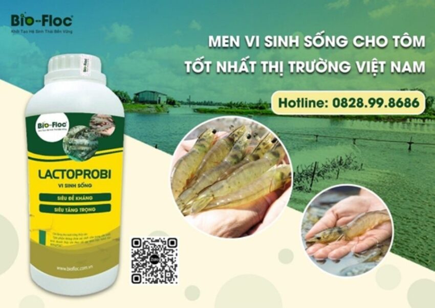 vi sinh, vi sinh xử lý đáy, men tiêu hóa, kỹ thuật nuôi cấy vi sinh, Trong quá trình nuôi tôm, nhiều bà con vẫn chưa biết đến lợi ích tuyệt vời của vi sinh sống. Đặc biệt là dòng sản phẩm Lactoprobi giúp đường ruột tôm hấp thụ các chất dinh dưỡng nhanh chóng và hiệu quả.
