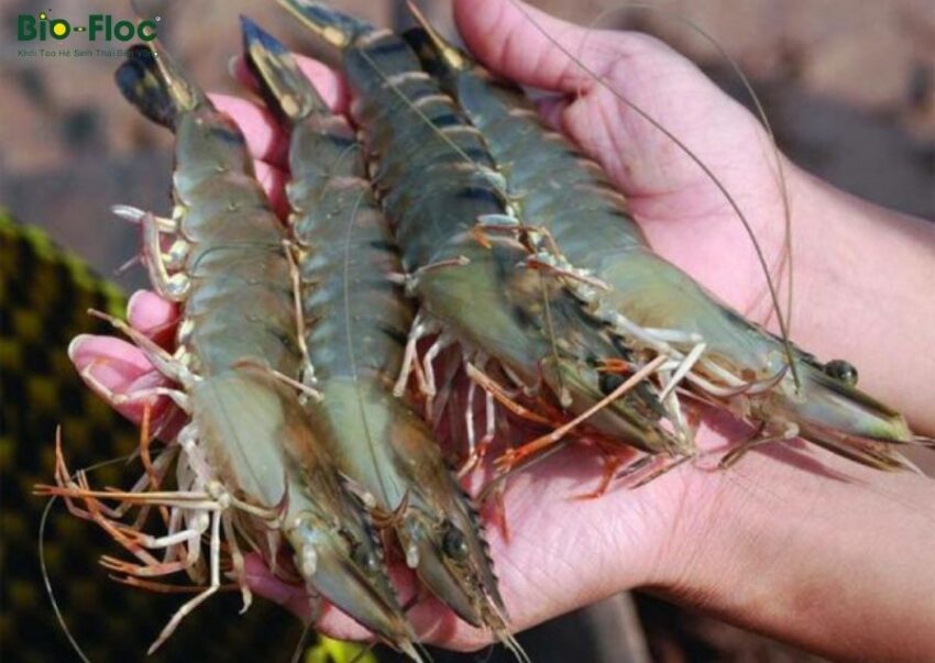 vi sinh, vi sinh xử lý đáy, men tiêu hóa, kỹ thuật nuôi cấy vi sinh