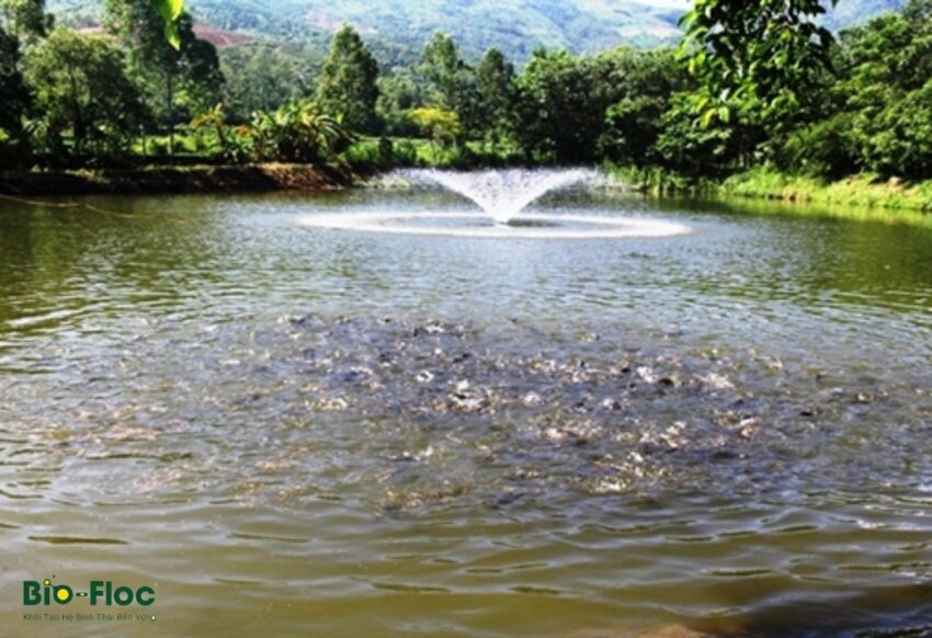 vi sinh, vi sinh xử lý đáy, men tiêu hóa, kỹ thuật nuôi cấy vi sinh, nuôi cá trắm đen