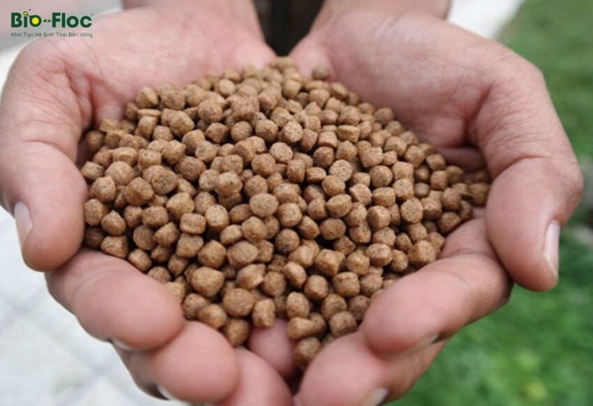 vi sinh, vi sinh xử lý đáy, men tiêu hóa, kỹ thuật nuôi cấy vi sinh