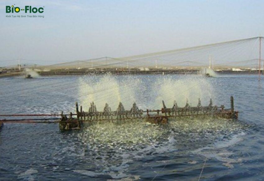 vi sinh, vi sinh xử lý đáy, men tiêu hóa, kỹ thuật nuôi cấy vi sinh, nuôi cá trắm đen