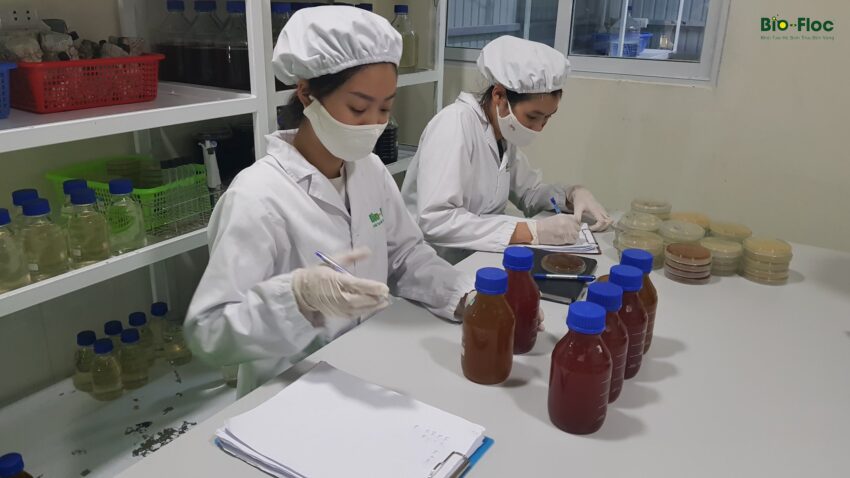 vi sinh, vi sinh xử lý đáy, men tiêu hóa, kỹ thuật nuôi cấy vi sinh