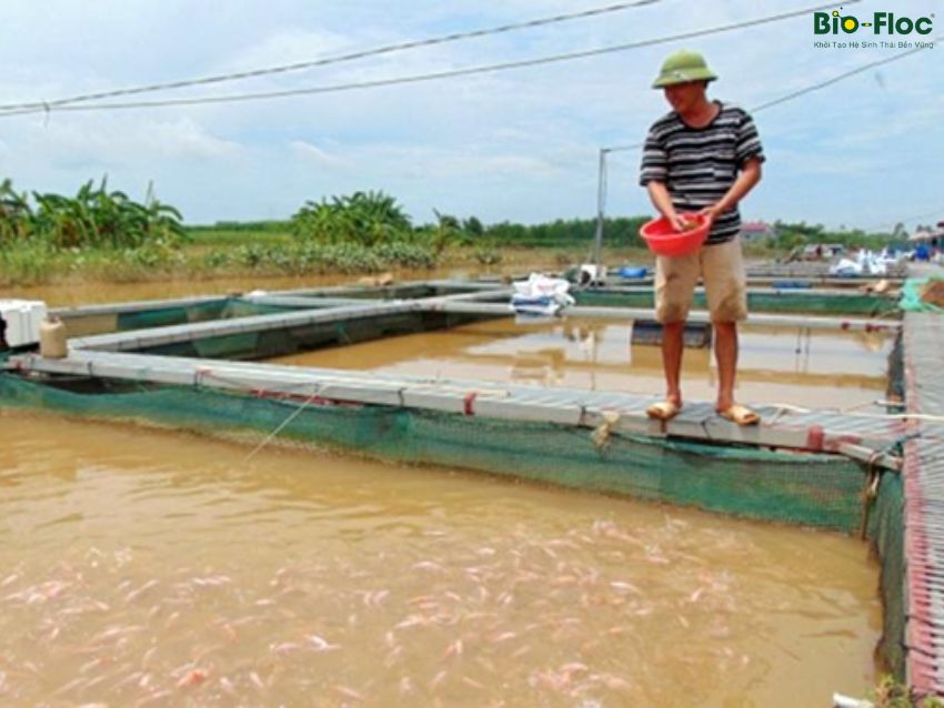 vi sinh, vi sinh xử lý đáy, men tiêu hóa, kỹ thuật nuôi cấy vi sinh, nuôi cá mùa nắng nóng