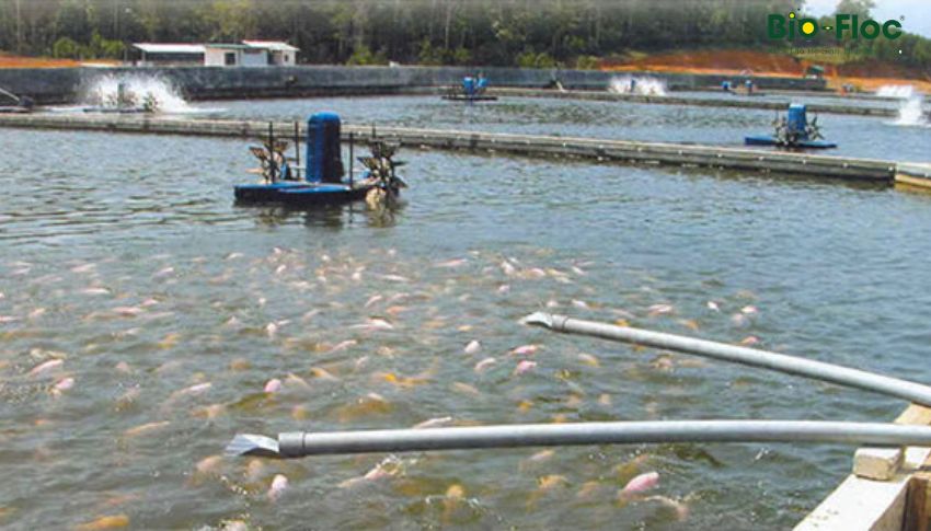 vi sinh, vi sinh xử lý đáy, men tiêu hóa, kỹ thuật nuôi cấy vi sinh, ao nuôi cá