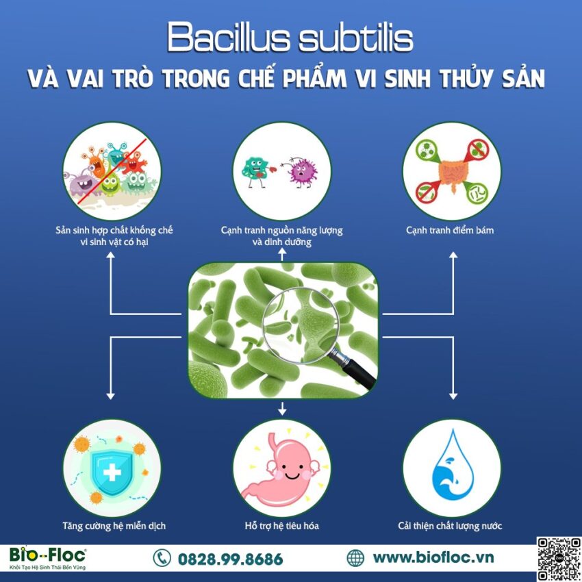 chế phẩm sinh học, vi sinh bản địa, vi sinh, vi sinh xử lý đáy, men tiêu hóa, kỹ thuật nuôi cấy vi sinh,Bacillus subtilis