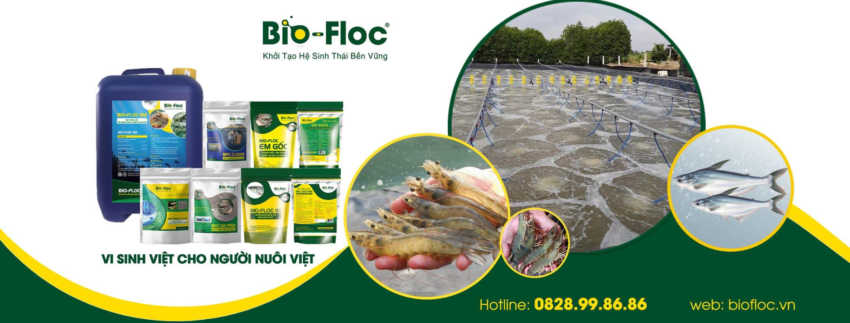 chế phẩm sinh học, vi sinh bản địa, vi sinh, vi sinh xử lý đáy, men tiêu hóa, kỹ thuật nuôi cấy vi sinh