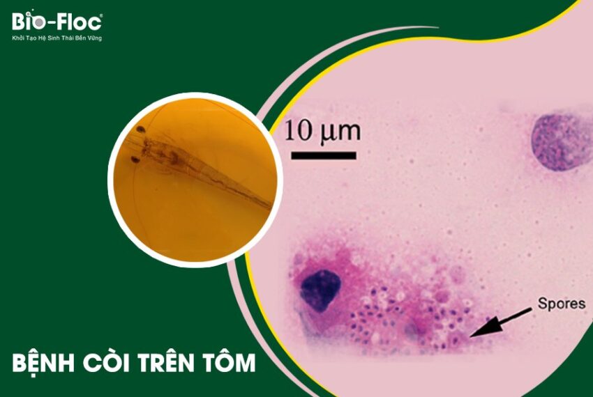 chế phẩm sinh học, vi sinh bản địa, vi sinh, vi sinh xử lý đáy, men tiêu hóa, kỹ thuật nuôi cấy vi sinh, bệnh còi (EHP)