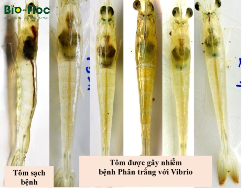 chế phẩm sinh học, vi sinh bản địa, vi sinh, vi sinh xử lý đáy, men tiêu hóa, kỹ thuật nuôi cấy vi sinh, bệnh còi (EHP)