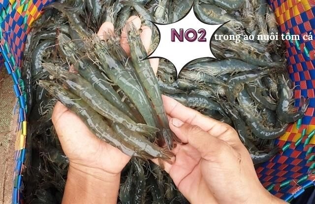 chế phẩm sinh học, vi sinh bản địa, vi sinh, vi sinh xử lý đáy, men tiêu hóa, kỹ thuật nuôi cấy vi sinh