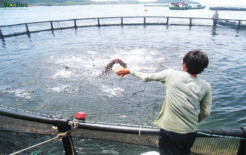 chế phẩm sinh học, vi sinh bản địa, vi sinh, vi sinh xử lý đáy, men tiêu hóa, kỹ thuật nuôi cấy vi sinh,vi sinh sống ủ tỏi