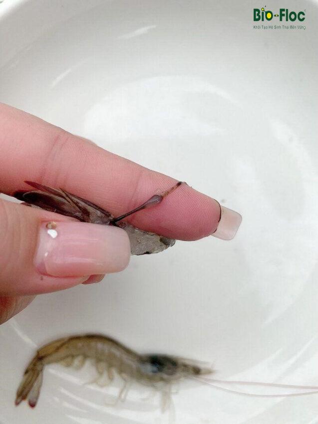 chế phẩm sinh học, vi sinh bản địa, vi sinh, vi sinh xử lý đáy, men tiêu hóa, kỹ thuật nuôi cấy vi sinh