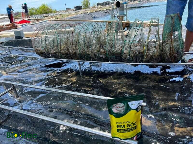 chế phẩm sinh học, vi sinh bản địa, vi sinh, vi sinh xử lý đáy, men tiêu hóa, kỹ thuật nuôi cấy vi sinh