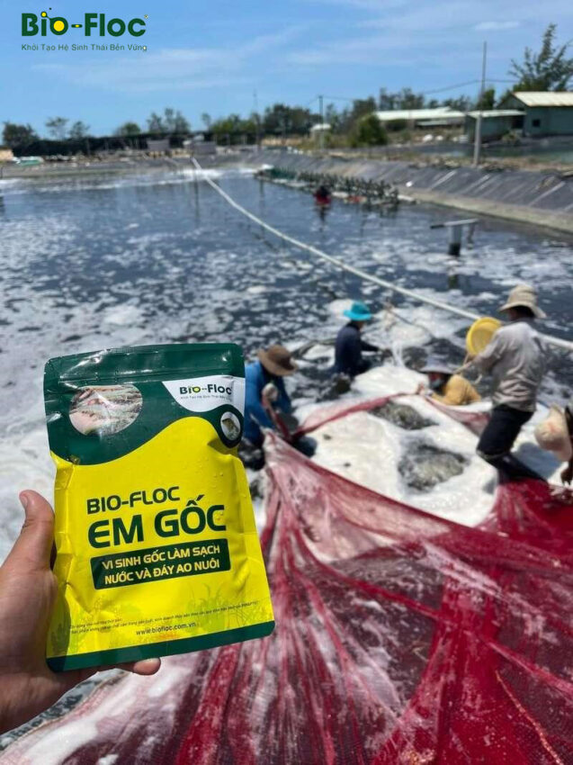 chế phẩm sinh học, vi sinh bản địa, vi sinh, vi sinh xử lý đáy, men tiêu hóa, kỹ thuật nuôi cấy vi sinh