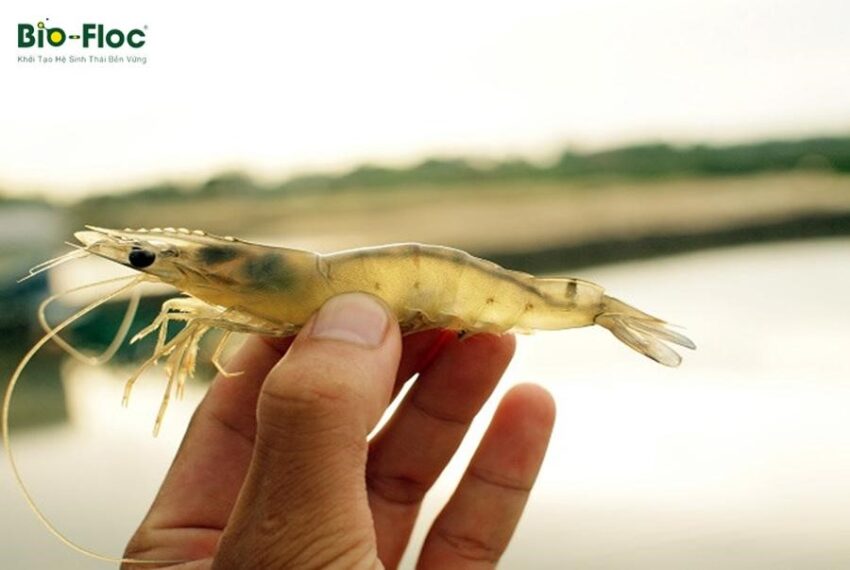 chế phẩm sinh học, vi sinh bản địa, vi sinh, vi sinh xử lý đáy, men tiêu hóa, kỹ thuật nuôi cấy vi sinh