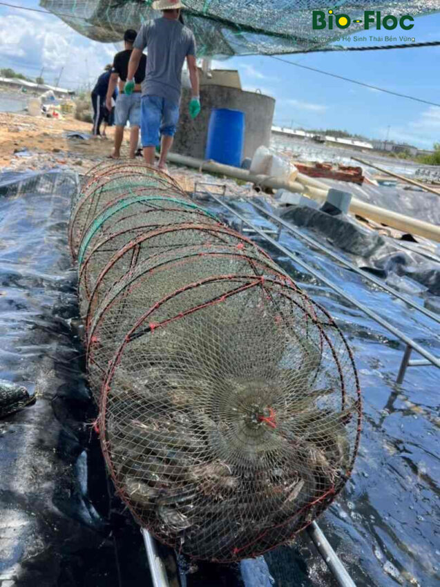 chế phẩm sinh học, vi sinh bản địa, vi sinh, vi sinh xử lý đáy, men tiêu hóa, kỹ thuật nuôi cấy vi sinh