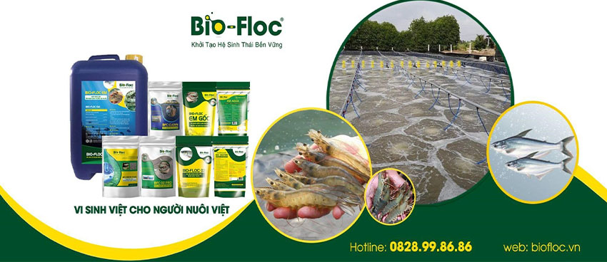 chế phẩm sinh học, vi sinh bản địa, vi sinh, vi sinh xử lý đáy, men tiêu hóa, kỹ thuật nuôi cấy vi sinh, Chế phẩm EM GỐC dạng dịch