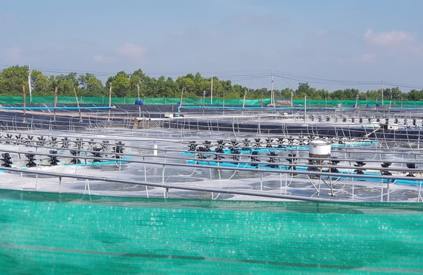 chế phẩm sinh học, vi sinh bản địa, vi sinh, vi sinh xử lý đáy, men tiêu hóa, kỹ thuật nuôi cấy vi sinh