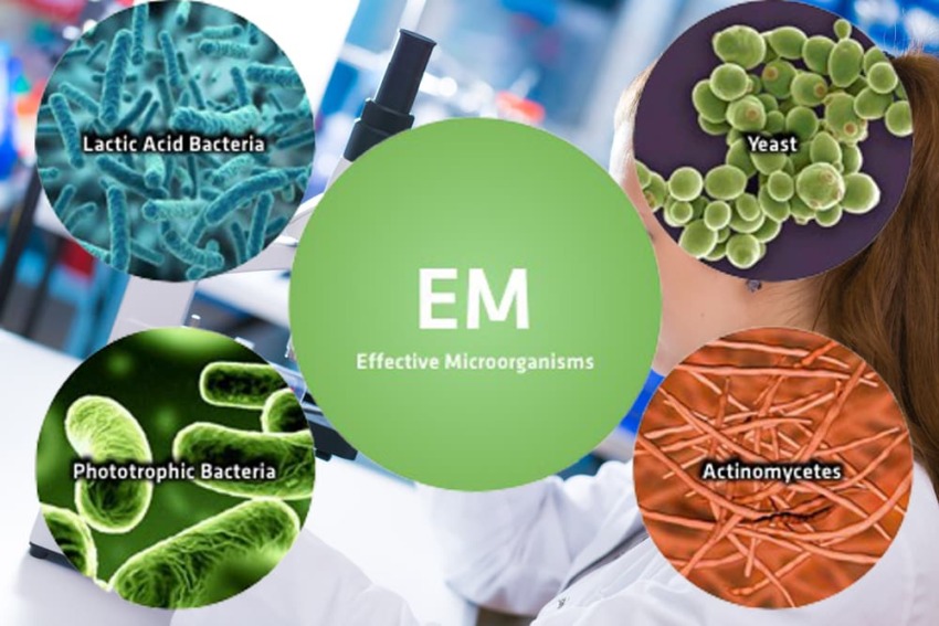 vi sinh bản địa, vi sinh, vi sinh xử lý đáy, men tiêu hóa, kỹ thuật nuôi cấy vi sinh