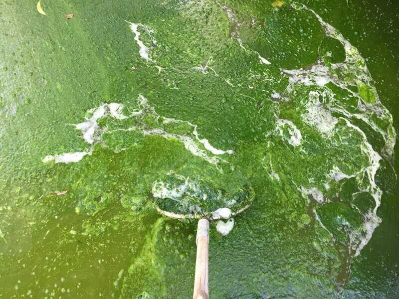 vi sinh, vi sinh xử lý đáy, men tiêu hóa, kỹ thuật nuôi cấy vi sinh