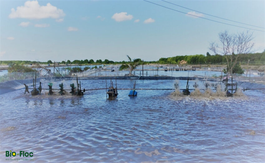 vi sinh, vi sinh xử lý đáy, men tiêu hóa, kỹ thuật nuôi cấy vi sinh, công nghệ biofloc