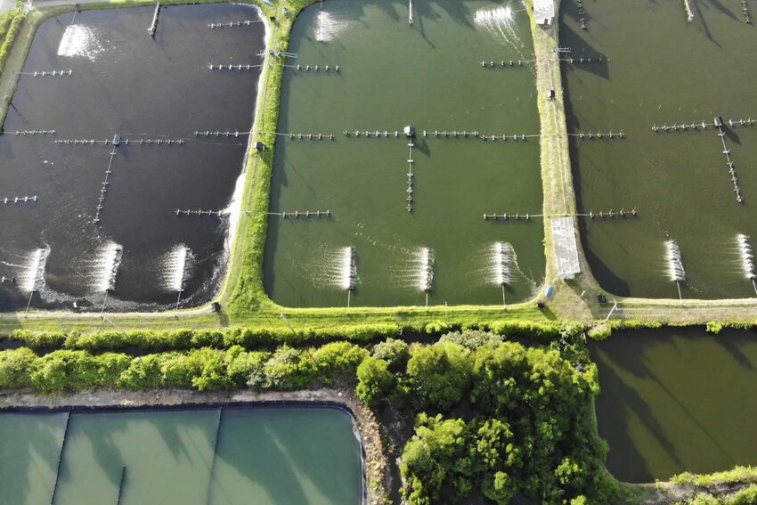 vi sinh, vi sinh xử lý đáy, men tiêu hóa, kỹ thuật nuôi cấy vi sinh., Nguyên liệu xử lý đáy ao