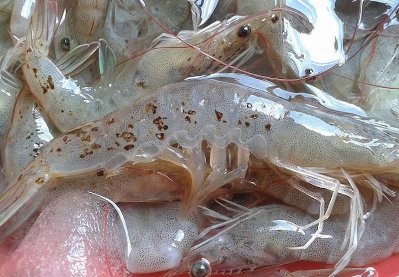 chế phẩm sinh học trong nuôi trồng thủy sản, chế phẩm sinh học xử lý ao nuôi, bệnh đốm đen trên tôm