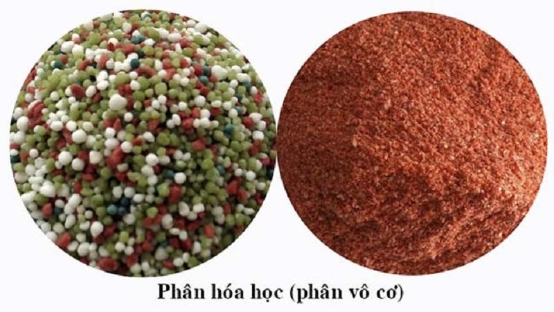 mua chế phẩm em gốc, công ty chế phẩm sinh học, giải pháp gây màu nước