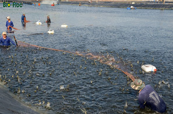 vi sinh, vi sinh xử lý đáy, men tiêu hóa, kỹ thuật nuôi cấy vi sinh