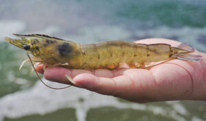 Vai trò của chế phẩm sinh học