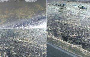 nguyên nhân gây bệnh ở tôm thẻ chân trắng