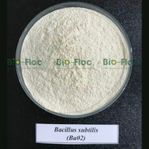 Nguyên liệu vi sinh đơn chủng sản xuất tại nhà máy Bio-Floc