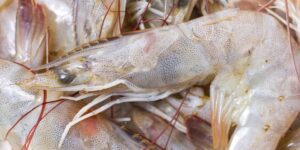 nguyên nhân gây bệnh ở tôm thẻ chân trắng