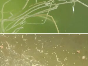 nguyên nhân gây bệnh ở tôm thẻ chân trắng