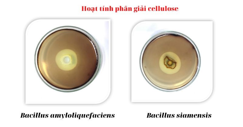 Nguyên liệu vi sinh chủng đơn của Bio-Floc 