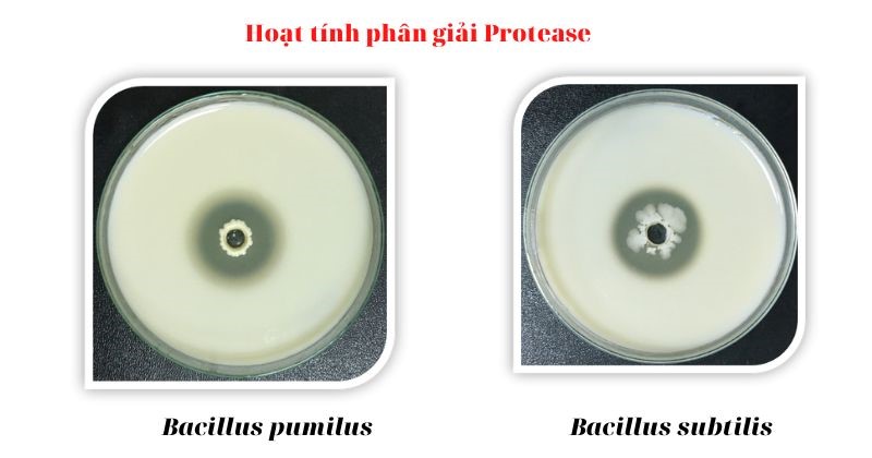 Nguyên liệu vi sinh chủng đơn của Bio-Floc 