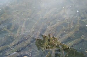 Đánh bay nỗi lo tôm còi cọc, chậm lớn