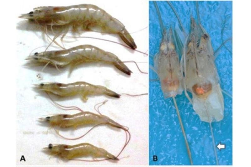 Vi bào tử trùng ở tôm