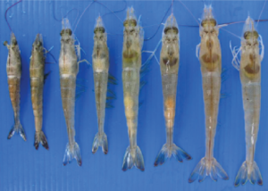 Đánh bay nỗi lo tôm còi cọc, chậm lớn