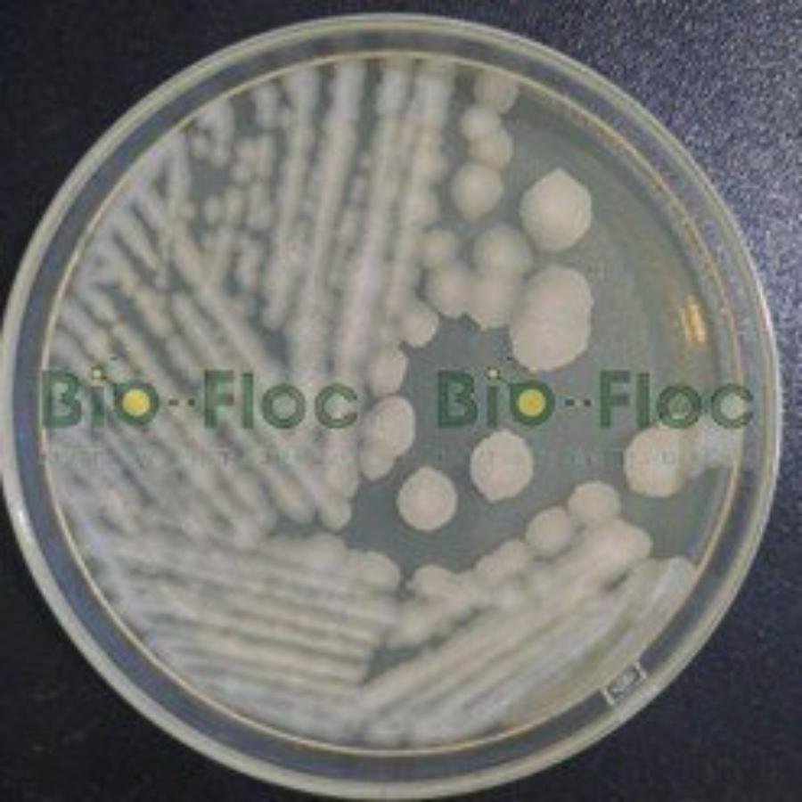 Chủng Bacillus Subtilis - B. Sub 02 Trong Sản Xuất Chế Phẩm Vi Sinh ...