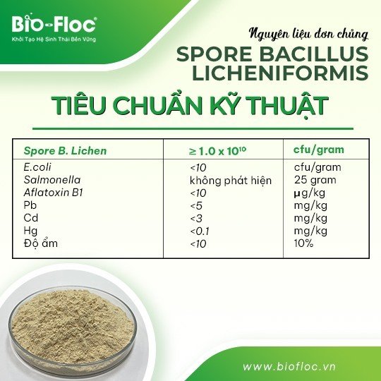 SPORE B.LICHEN 10B 