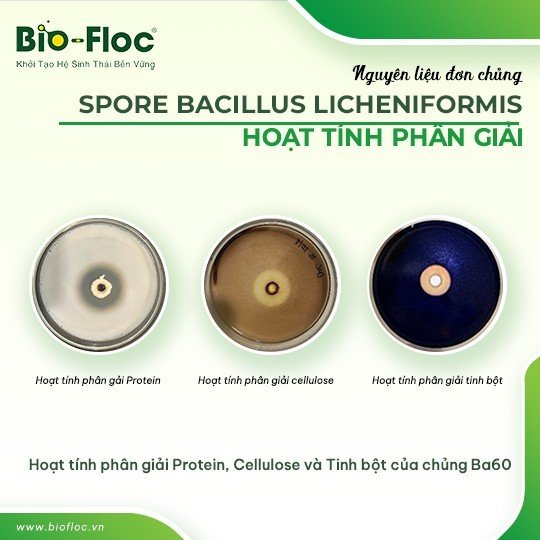 SPORE B.LICHEN 10B 